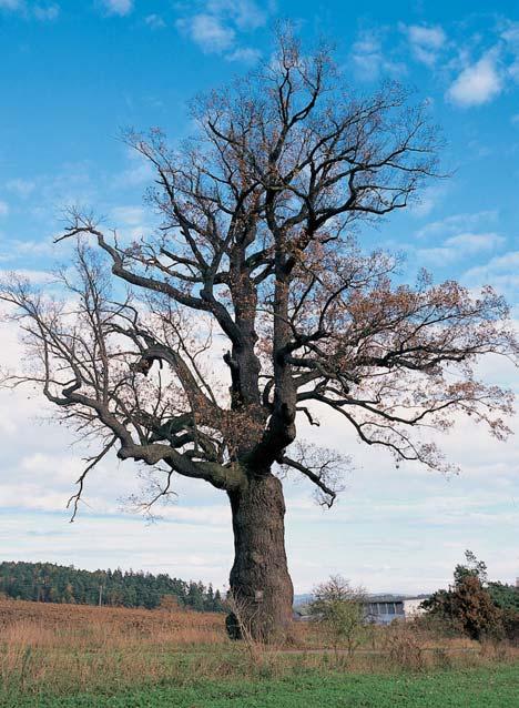 PlzeÀsko a Karlovarsko Památné stromy. Dub letní, k. ú. Bohy, p. ã. 763, na hrázi b valého rybníka udvora Rohy. O: 535 cm, Vs: 7 m, S: cca 300 let. 2. Dvû lípy velkolisté, k. ú. âíhaná, p. ã. 400, ve stfiedu obce.