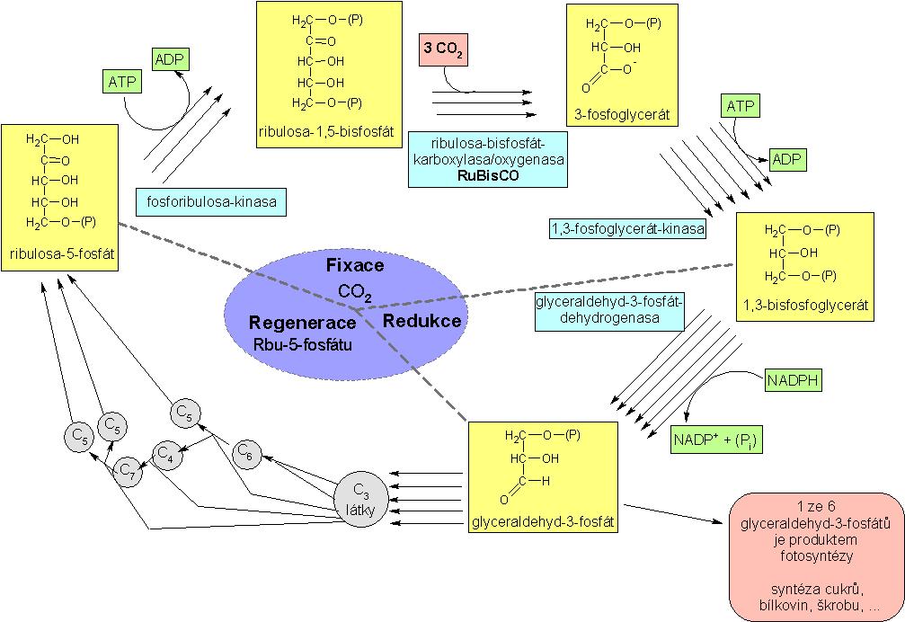 2.1.2 Reakce nezávislé na světle Temnostní fáze je biosyntéza sacharidů z CO 2 za pomoci redukčního činidla NADPH a energie ATP. Tato fáze probíhá ve tmě, dokud se nespotřebují zásoby ATP a NADPH.