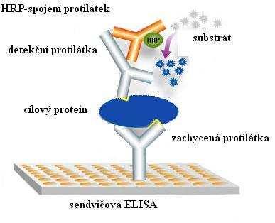 Obr. 15: Sendvičová ELISA. (Převzato [55]) Ve své studii použil ke stanovení obsahu enzymu Rubisco v různých odrůdách ječmene metodu ELISA Metodiev et al. [56].