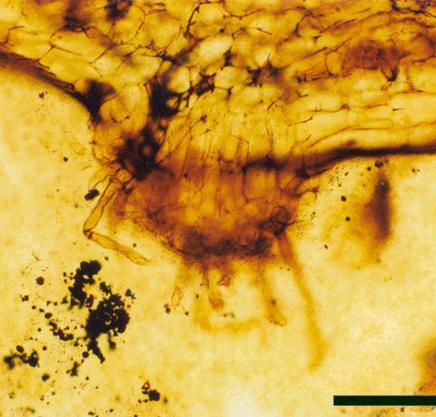 bezlisté ryniofyty Rhyniophyta Rhizomy = podzemní stonky (oddenky) fixovaly sporofyt k substrátu s jednobuněčnými