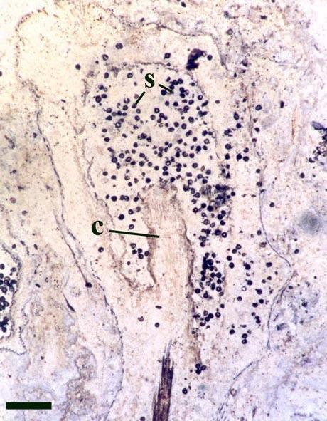 bezlisté ryniofyty Rhyniophyta Sporangia eusporangiátní = tlustostěnná = stěnu tvoří více vrstev buněk