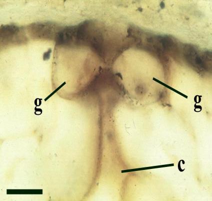 bezlisté ryniofyty Rhyniophyta Epidermis sporofytů průduchy a