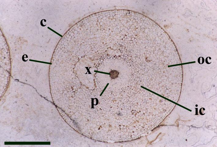 bezlisté ryniofyty Rhyniophyta Vodivé elementy sporofytu protostélé