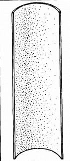 bezlisté ryniofyty Rhyniophyta Xylem