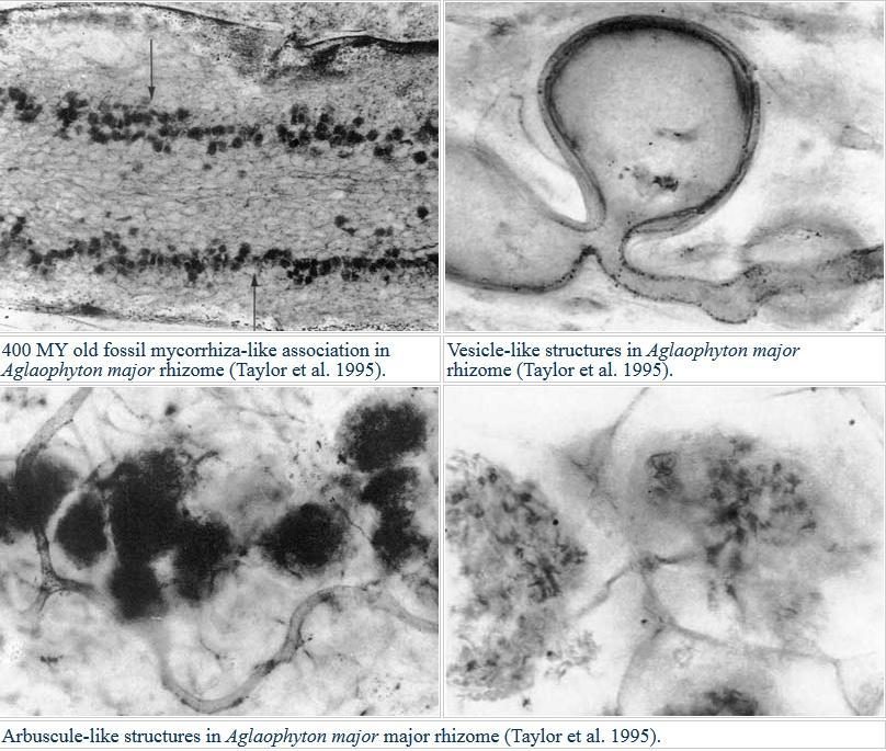 buněk primární kůry) Basidiomycota Glomeromycota rostlina