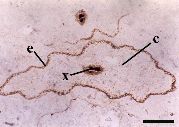 Zosterophyllophyta) bezlisté ryniofyty Rhyniophyta epidermis