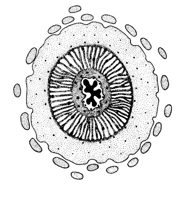 mikrofylní ryniofyty Zosterophyllophyta Asteroxylon