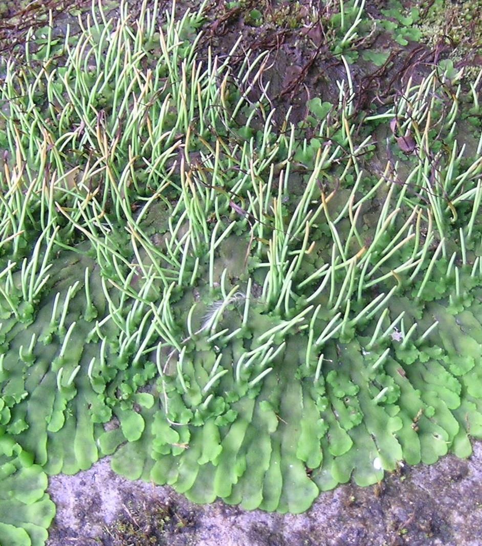 oddělení: Anthocerotophyta (třída: Leiosporocerotopsida: jeden druh, kulaté spory