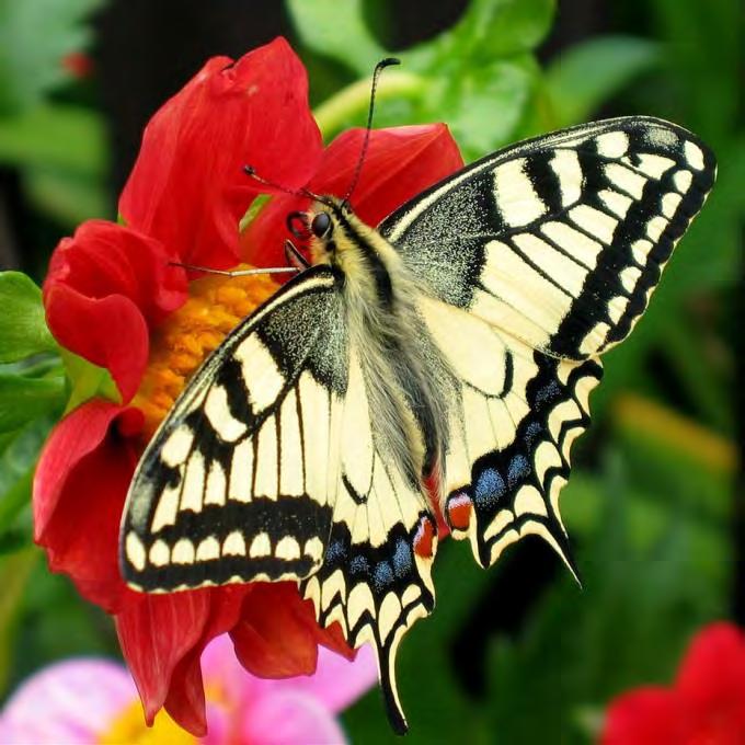 modelové skupiny bezobratlých denních motýlů?