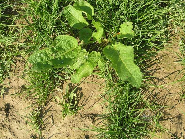 Možnosti omezení výskytu ošetření herbicidy (pouze v travách) nechemická opatření (zejména organické zemědělství)