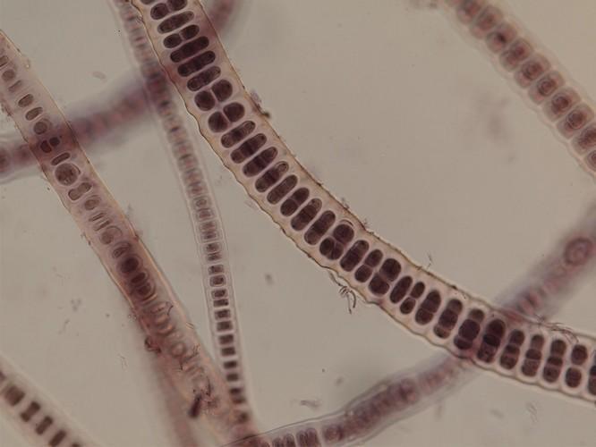 Archaeplastida poprvé objevuje ve středním