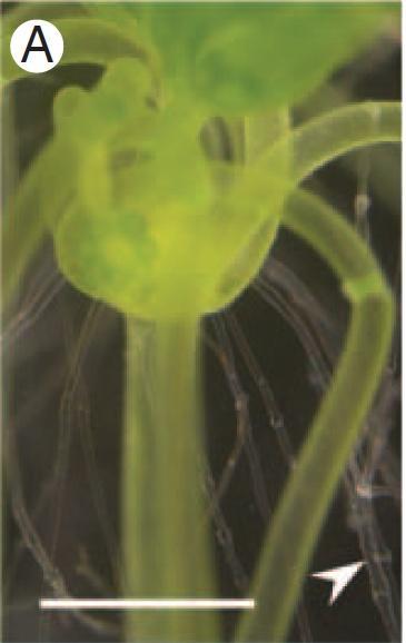 patens Spirogyra,