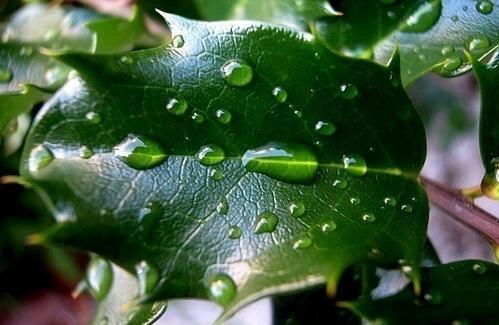 Terestrické adaptace rostlin Jak se rostliny s