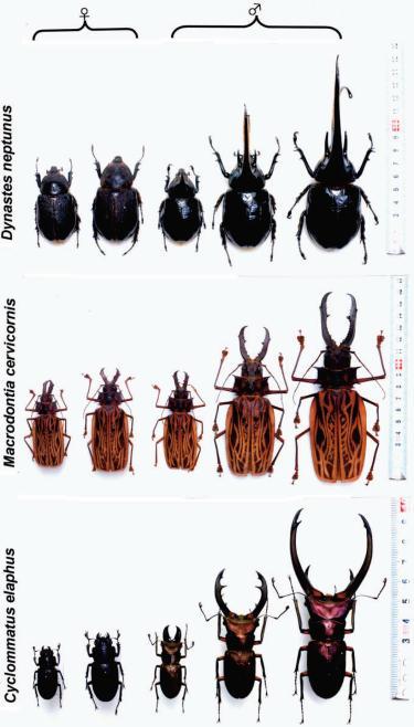 3. Coleoptera Brouci jsou patrně nejvíce diverzifikovanou skupinou živočichů. Brouci se zpravidla vyznačují oválným či podlouhlým tvarem těla (Hernández et al.