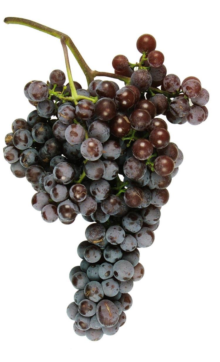odolnost Víno typu Pinot gris Odolnost