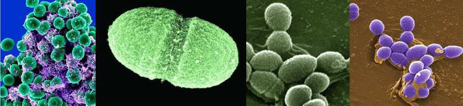 střevní patogeny. Indikátory fekálního znečištění, i přestože nesplňují výše zmíněná kritéria, jsou E. coli, koliformní bakterie a intestinální enterokoky (fekální streptokoky).