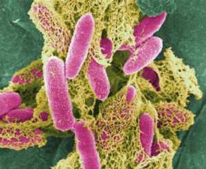 [52] Koliformní bakterie: za aerobních podmínek tvoří kolonie při 36±2 C. Netvoří spory. Koliformní bakterie zařazujeme do čeledi Enterobacetriaceae.