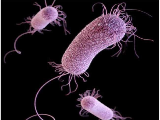 12 Escherichia coli [73] Zdravotní riziko: vysoké Přežívání ve vodě: 1 týden až 1 měsíc Rezistence vůči chloru: nízká Míra nakažlivosti: nízká (pro kmen nesoucí tělový antigen O157 vysoká) Živočišný
