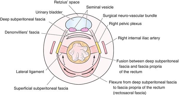 Konečník (Rectum) od linea terminalis po řiť lig. recti lat.