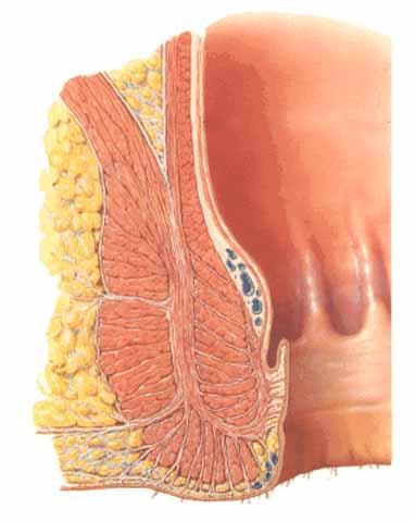 Řitní kanál (Canalis analis) flexura anorectalis (perinealis), linea dentata/pectinata zona squamosa analis (pecten analis) m.