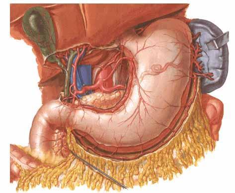 aa. gastricae breves a. gastrica sinistra truncus coeliacus a.