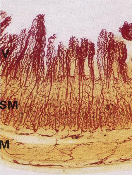 Klky (Villi intestinales) prstovité až listovité výběžky asi 10-krát zvětší povrch povrch enterocyty, pohárkové