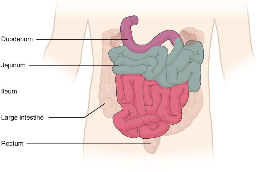 Lačník a kyčelník (Jejunum et ileum) hlavní vstřebávací plocha plynulý a pozvolný přechod 8 rozdílů zcela