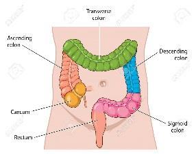 colon transversum flexura coli dx.