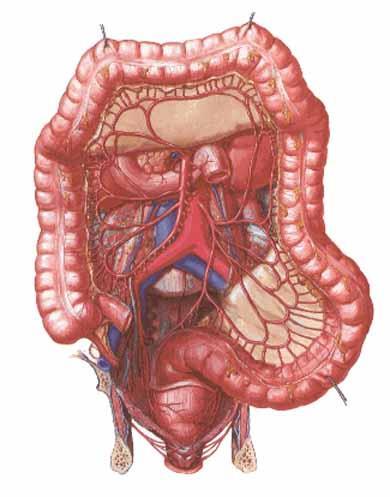 arteria marginalis coli Drummondi anastomosis