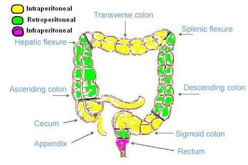 colon ascendens + descendens přirostlé napůl k zadní stěně rectum částečně