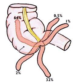 subcaecalis precaecalis