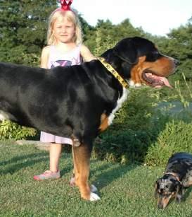 2015 titul ČESKÝ GRAND ŠAMPION Dansk Kennel Klub udělil dne 23.8.2015 titul DANSK EKSTERIORCHAMPION (DKCH) VDH udělil dne 24.6.