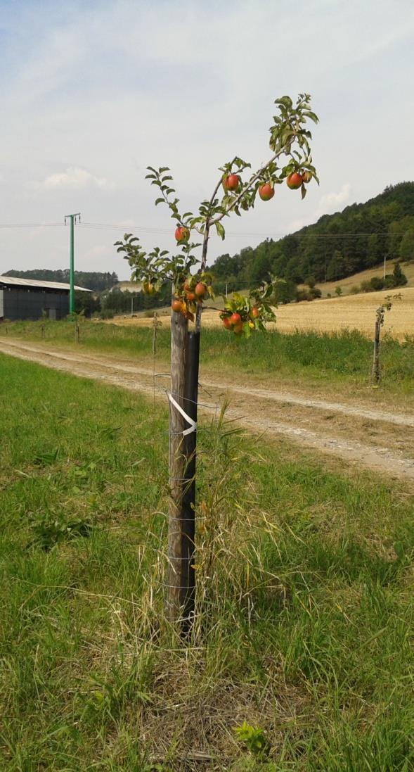 Specifické kritérium přijatelnosti pro výsadbu ovocných dřevin Druhy a odrůdy pěstované v podmínkách ČR dle Standardu SPPK C02 003 Funkční výsadby ovocných dřevin v