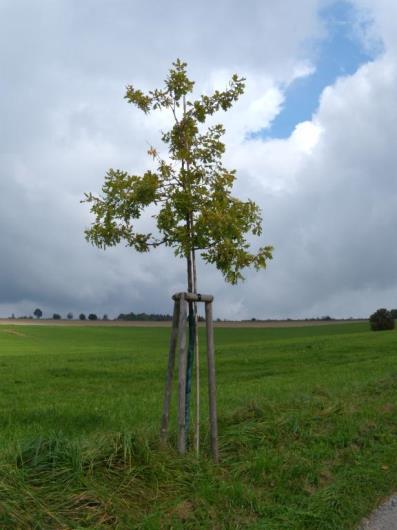 Kvalita výsadbového materiálu - Změny v průběhu