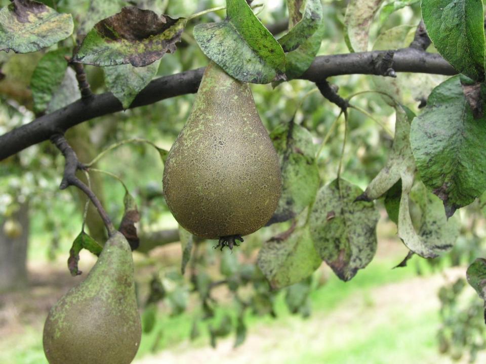 Mera skvrnitá (Cacopsylla pyri)