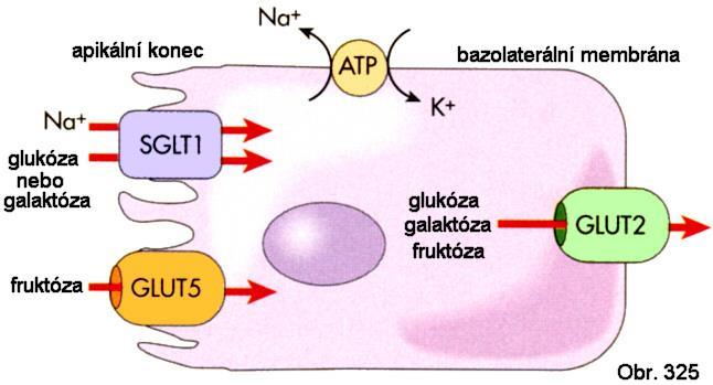 SGLT2 - lokalizován v proximálním tubulu ledvin (přenáší glukózu, galaktózu z primární moči). Jak je patrno z obrázku č.