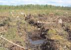 Poslední část legislativy, Vysoká hladina spodní vody a zrašelinělý půdní profil jsou nejčastějšími problémy při obnově lesa.