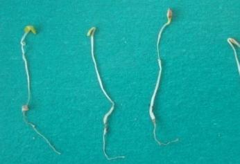 Daphnids DIN ISO 6341 Immobilisation 10% Toxicity criteria Salmonella typhimurium ISO 13829 Gen induction Dmin 2 Brassica rapa ISO 11269-2 Growth 30% Eisenia fetida/ andrei ISO 17512-1 Behaviour 20%
