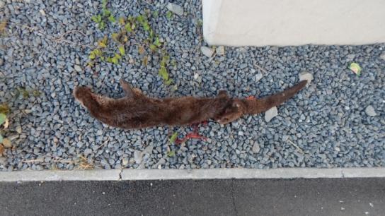Bulletin VYDRA, 17: 30 53 (2018) Obr. 13: Detail vydry zrazenej 3.7. 2015 (kadáver č. 7) na ceste I/16 vo Zvolene (foto M. Slamka). Fig. 13: Detail of Eurasian otter (cadaver No.