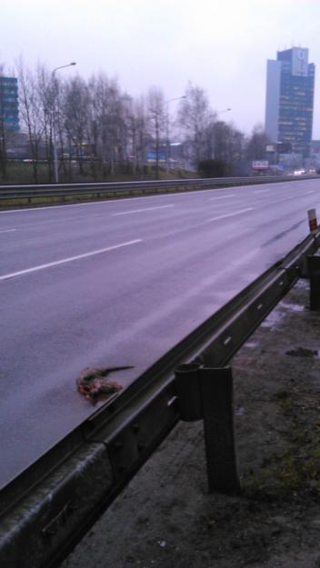 16: Section of the express way R1 in Banská Bystrica-Radvaň (photo S. Ondruš). Obr. 17: Vydra riečna zrazená 16.