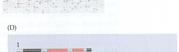 Různé varianty fingerprintingu: a) štěpení 1 restrikční endonukleázou (RE) s 6-bp restrikčním