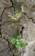 Herbicidní technologie Synchronized Weed Control TM ale dokáže za suchého počasí stabilizovat účinou látku isoxaflutole v