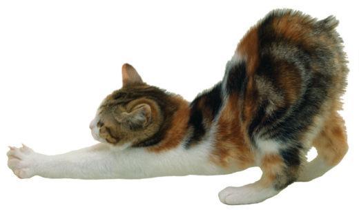 Round domestic cat with a very short tail or with no tail at all.