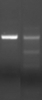 Příloha B Problém 2 analýza na agarózovém gelu ukazuje více produktů PCR VÍCE PRODUKTŮ PCR MOŽNÁ PŘÍČINA ŘEŠENÍ Správný výtěžek PCR Více proužků PCR Příliš nízká teplota párování Zkontrolujte