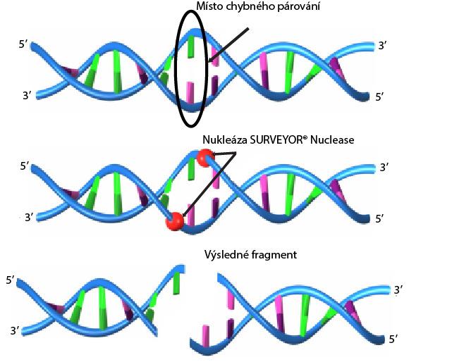 3 Principy testu pro detekci mutací SURVEYOR Scan KRAS Návrh uspořádání 96jamkových destiček pro analýzu všech úseků KRAS a NRAS Exons 2-4 naleznete v Příloze A.