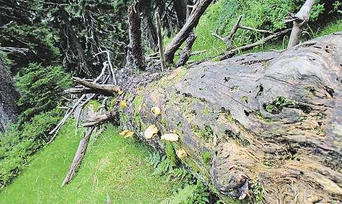 Je to potomstvo těch nejpůvodnějších porostů, které s trochou nadsázky mohli ve 14.