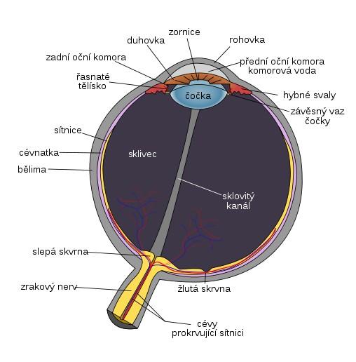 Anatomy of