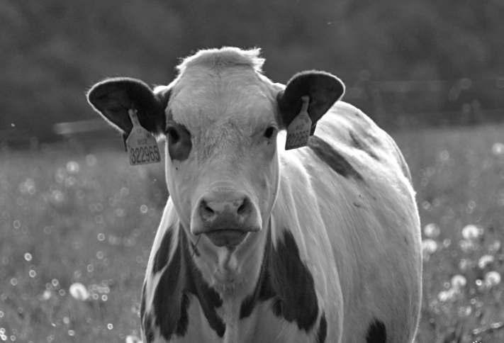 Výsledky kontroly užitkovos v České republice Kontrolní rok 2017-2018 Results of Milk Recording in the Czech Republic Control Year 2017-2018 Obsah Contents Úvod...2 Introduc on.