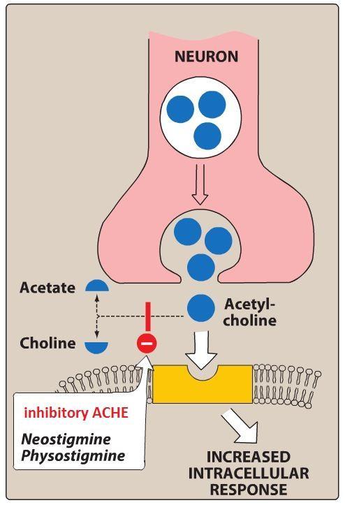 Inhibitory acetylcholinesterázy (AChE) AChE štěpí Ach a ukončuje jeho efekt inhibitory AChE prodlužují setrvání Ach na synapsi kumulace účinek inhibitory AChE