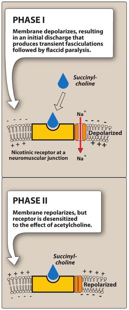 DEPOLARIZUJÍCÍ NMB (nekompetitivní NMB) působí na N M jako agonisté (podobně jako Ach) depolarizují ploténku a konstantně stimulují receptor, zpočátku tak působí transientní fascikulace (záškuby